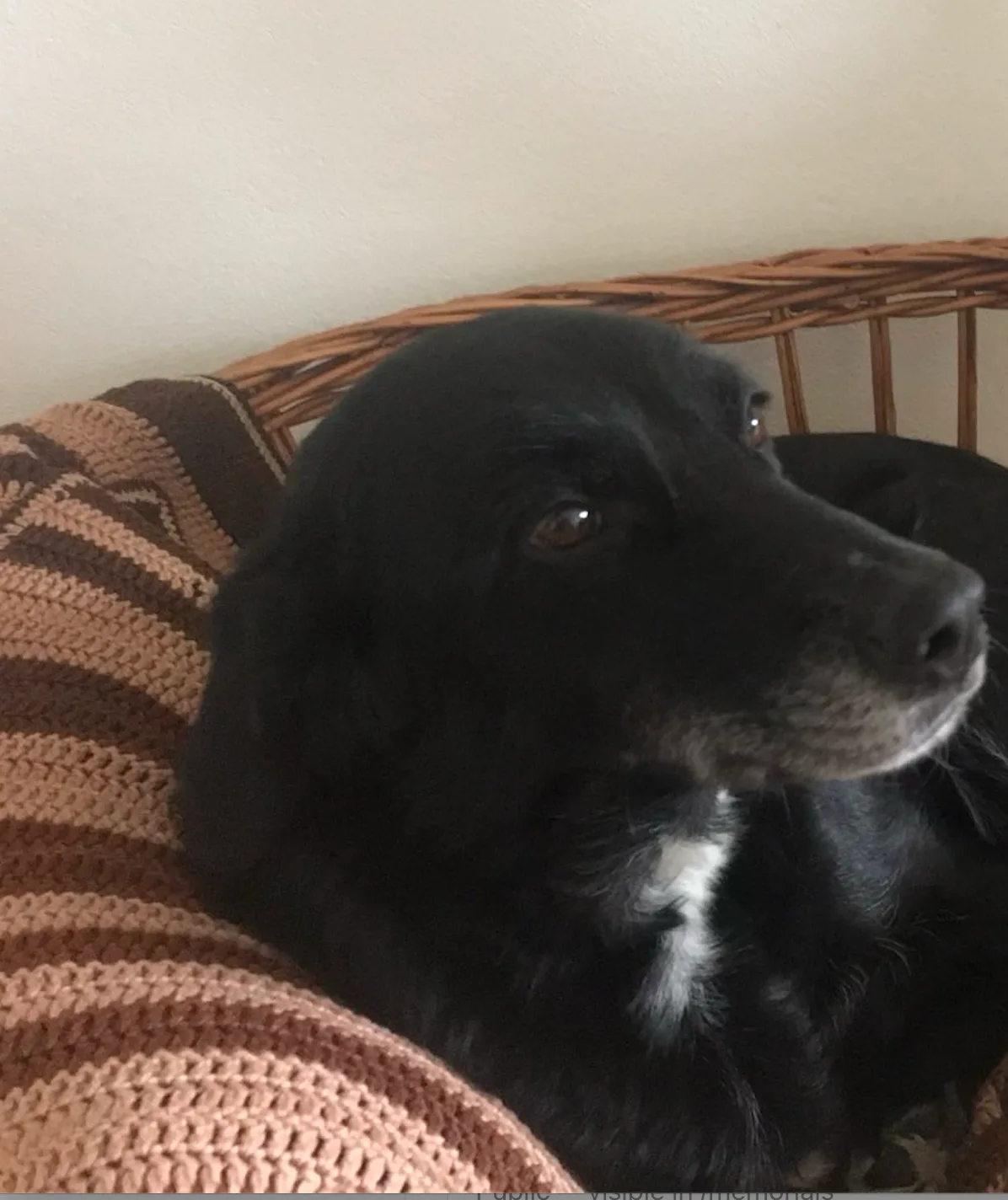 Emmi